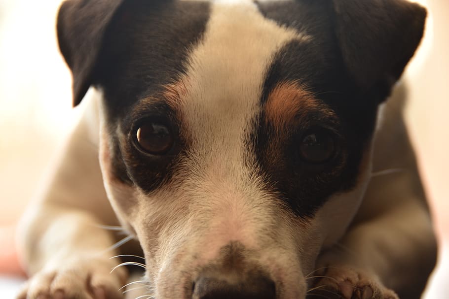 jack russel, look, dog, cute, terrier, animal, faithful, to watch HD wallpaper