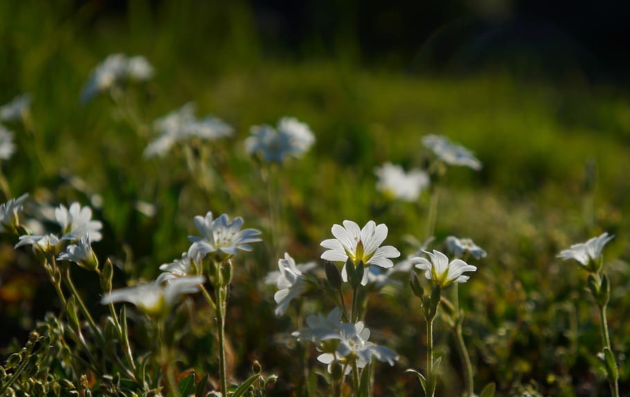 nature, plants, meadow, white, flowers, rogownica, spring, flowering plant HD wallpaper