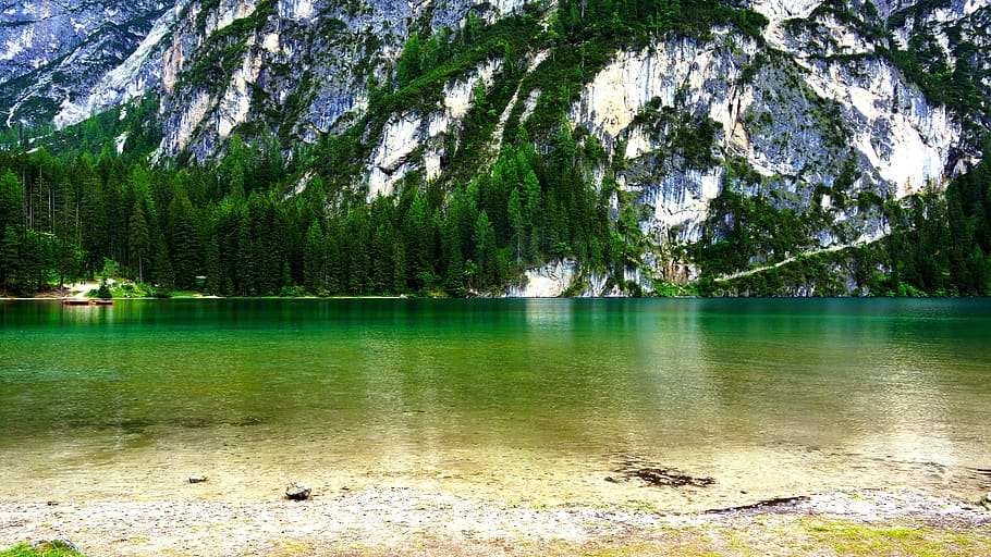 water, nature, tree, plant, outdoors, fir, abies, scenery, lake HD wallpaper