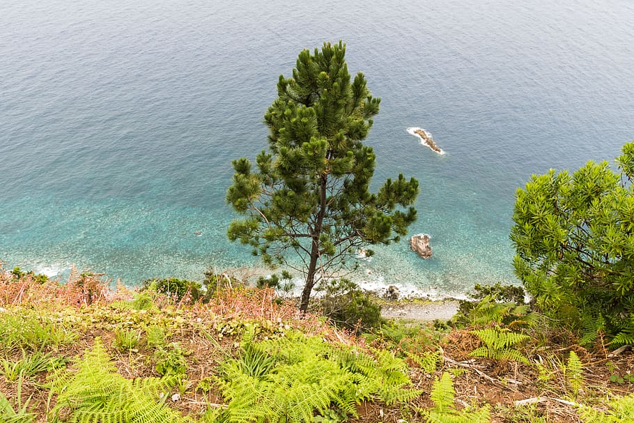 madeira, santana, tree, trees, sea, ocean, water, high angle view HD wallpaper