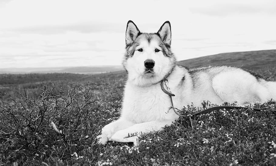 one animal, pets, domestic, canine, domestic animals, dog, animal themes HD wallpaper
