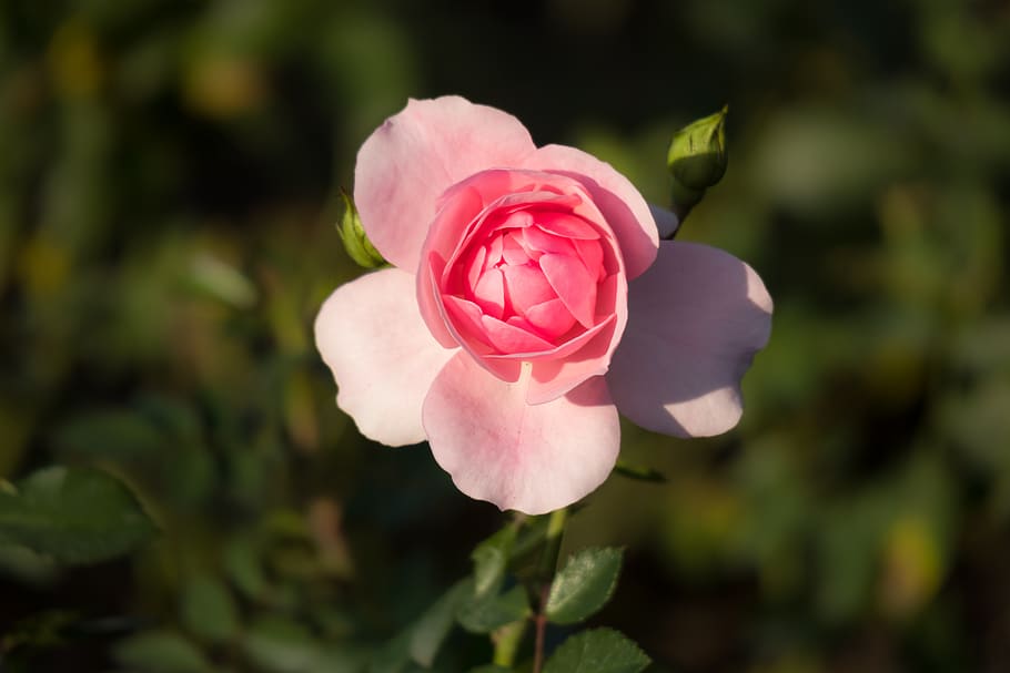 rose, bud, romantic, blossom, bloom, valentine's day, love HD wallpaper