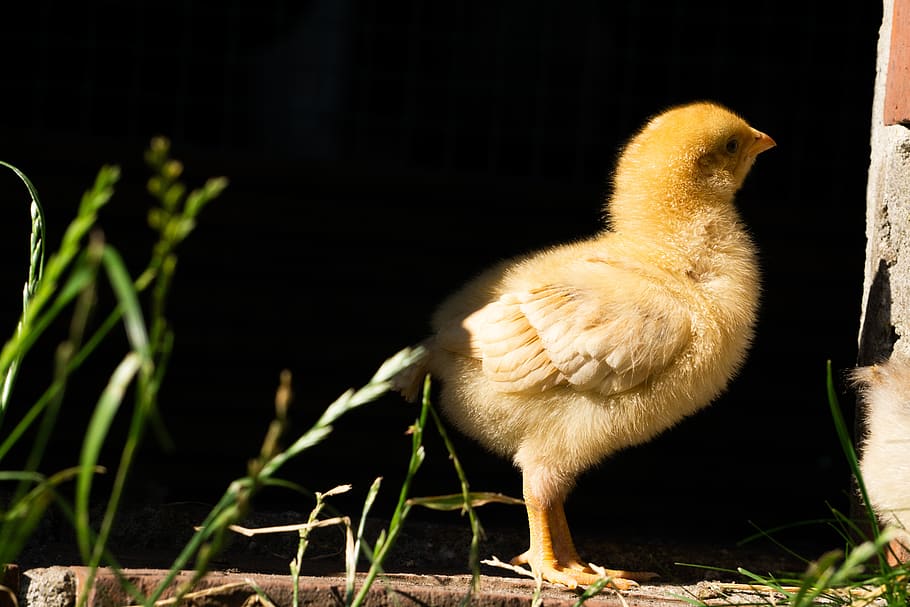 chick, small, young, poultry, sweet, cute, animal themes, one animal HD wallpaper