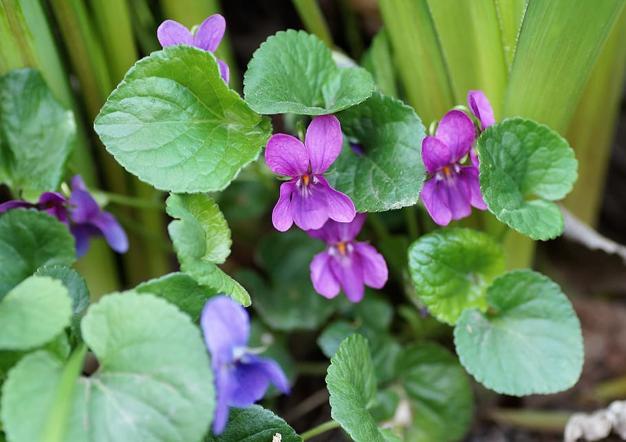 violet, pink, non-traditional, garden, spring, vernal, flowering, HD wallpaper