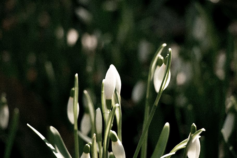 belgium, spring, forest, nature, flower, green, grain, wild HD wallpaper