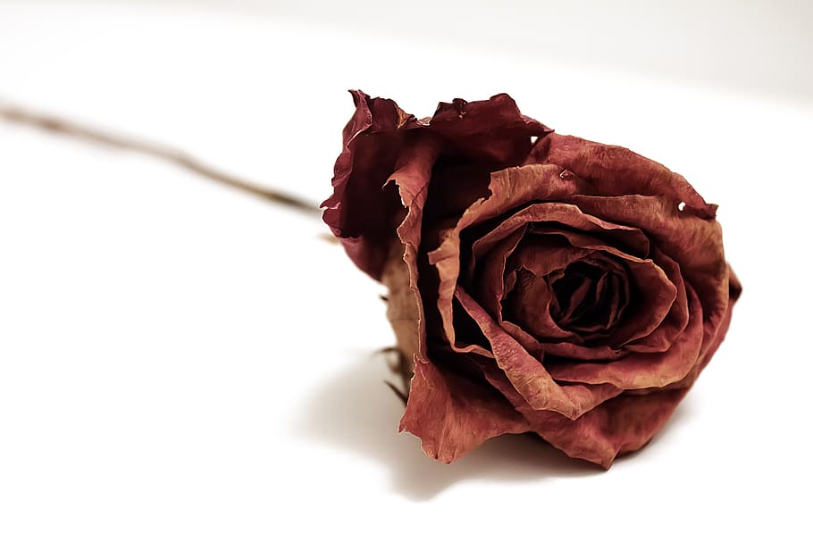 red rose flower, blossom, plant, petal, botanical, romantic, dry flower HD wallpaper