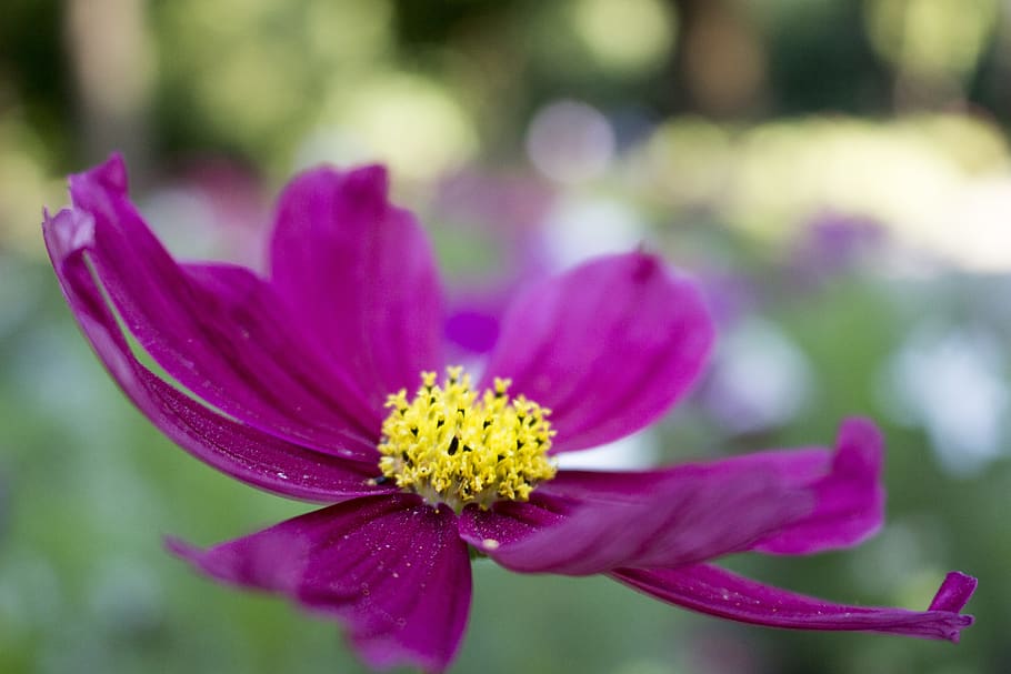 flower, blurry background, summer, flowering plant, freshness HD wallpaper