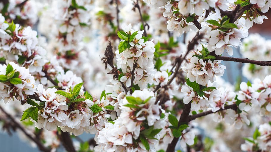 flowering plant, freshness, blossom, fragility, beauty in nature HD wallpaper