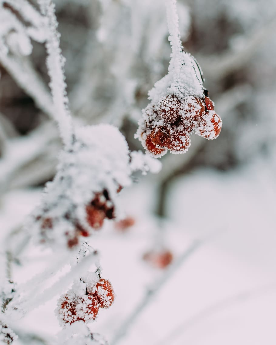 berries covered by snow, cold temperature, winter, frozen, ice HD wallpaper