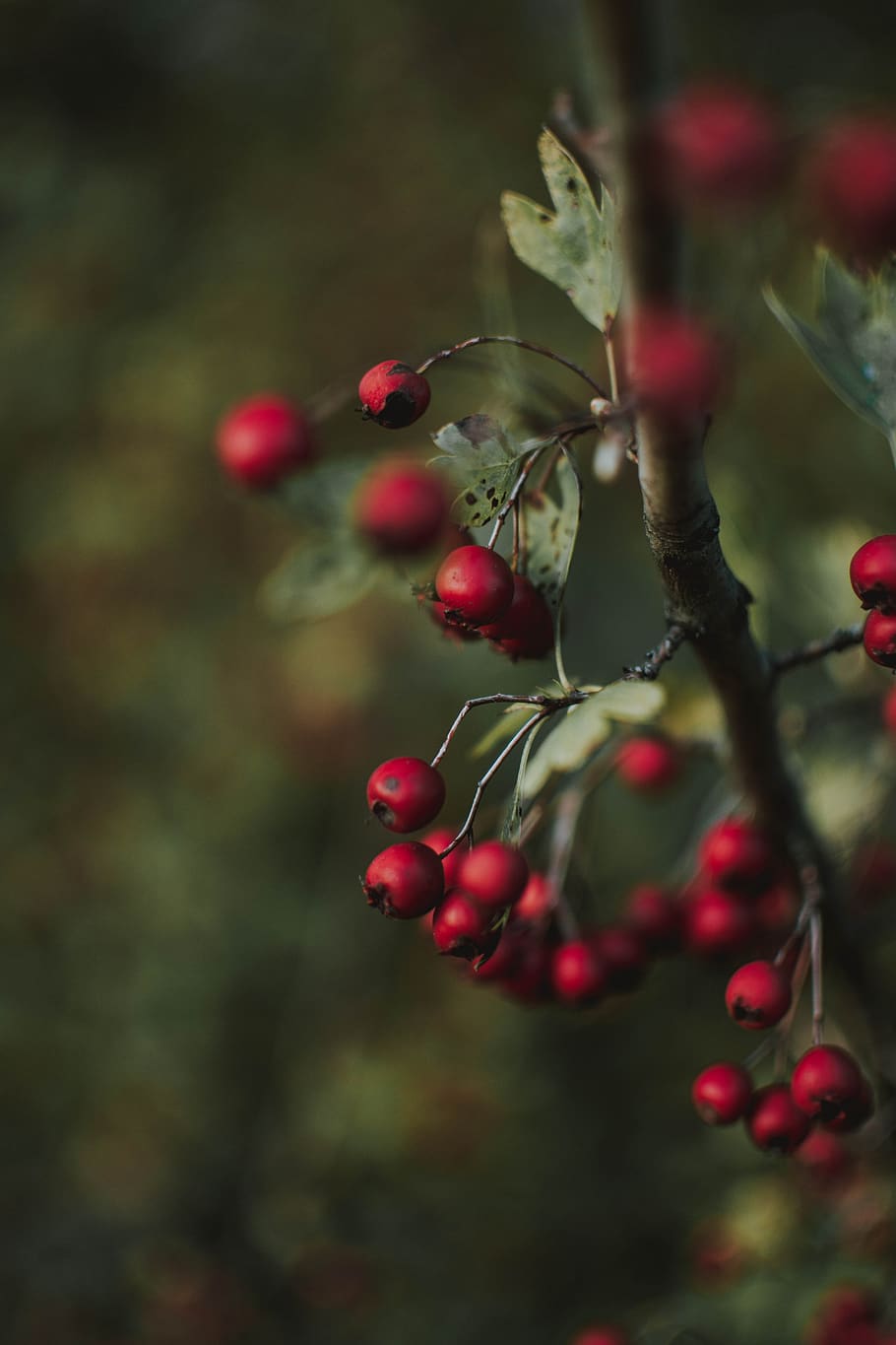 red, berries, nature, close up, fruit, food, healthy eating HD wallpaper