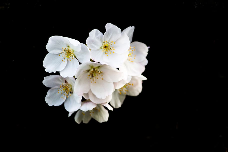 white petaled flowers, flowering plant, freshness, fragility HD wallpaper