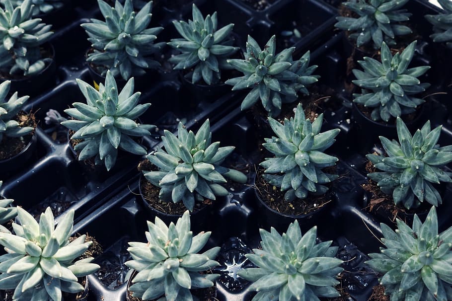 Green Leafed Plant Lot, botanical, cactus, color, flora, flower HD wallpaper