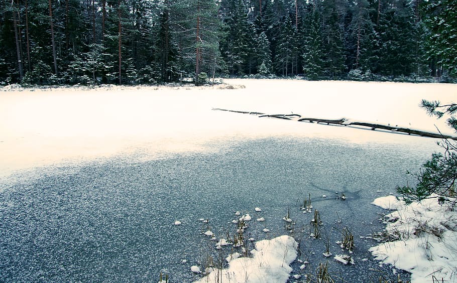 Body Of Water, cold, daylight, environment, forest, frost, frozen HD wallpaper