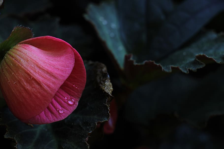 flower, spring, rain, nature, pink, plant, beauty in nature HD wallpaper