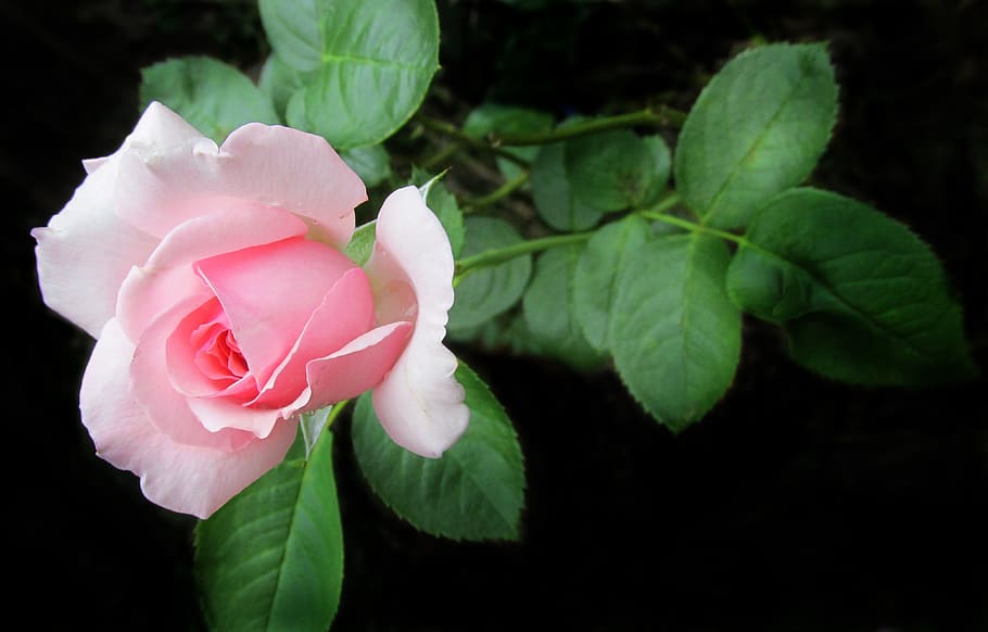 flower, leaf, nature, flora, rose, flowering plant, petal, vulnerability HD wallpaper