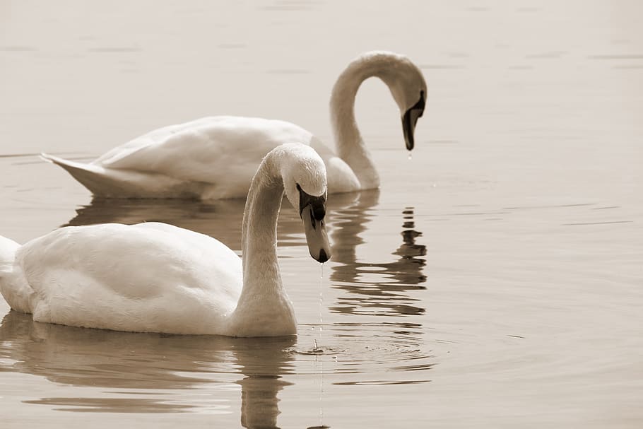 swan, swans, bird, animal, animal world, water bird, white HD wallpaper