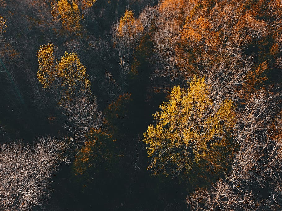 green and brown forest, drone view, aerial view, tree, fall, leaves HD wallpaper