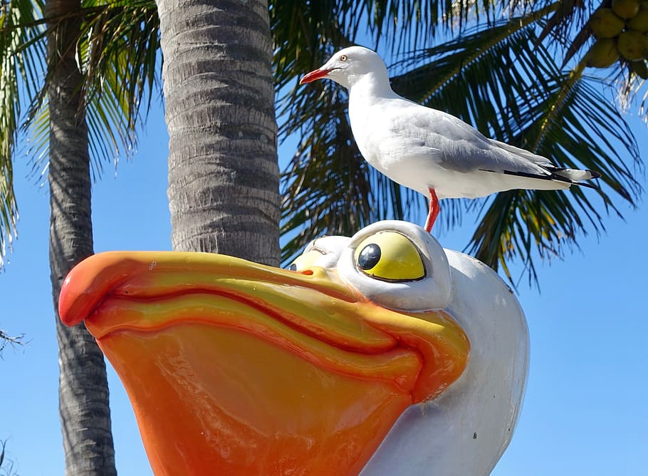 seagull, sculpture, head, white, bird, vertebrate, animal wildlife HD wallpaper