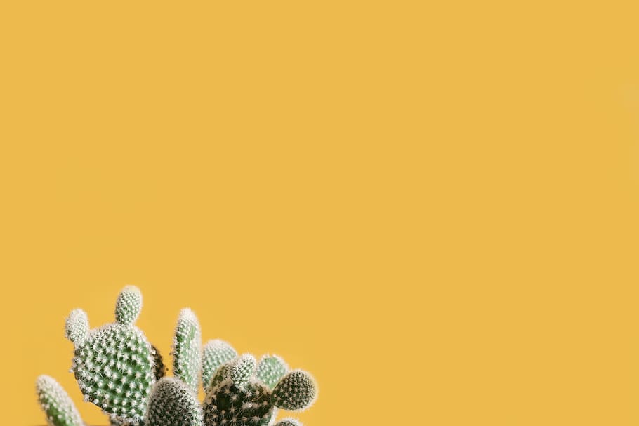 Green Cactus, cacti, prickly, studio shot, colored background HD wallpaper