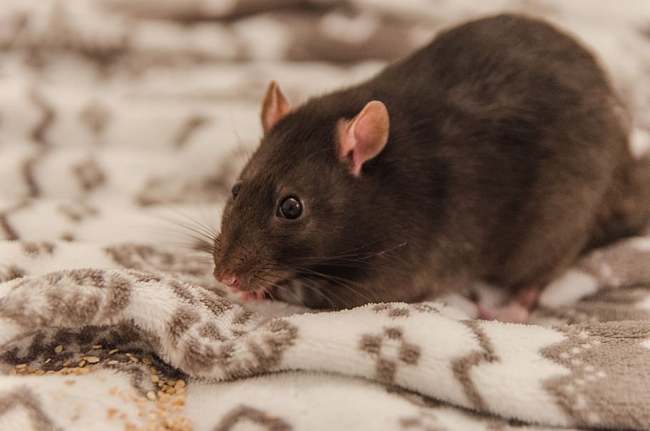 rat, sweet, fur, small, pet, an interesting, portrait, mammal HD wallpaper