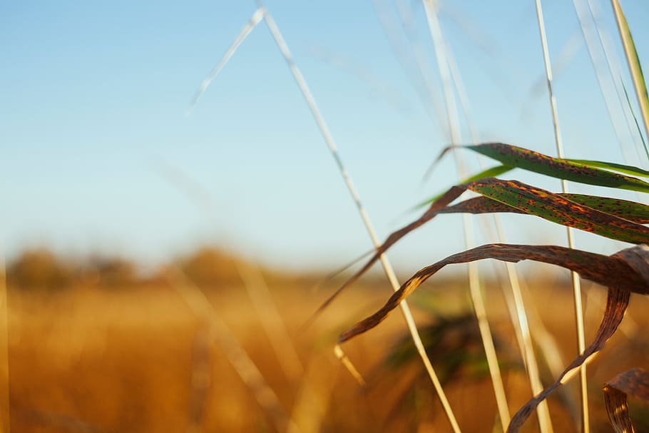 grass, plant, sky, field, sunlight, morning, leaf, flower, wind HD wallpaper