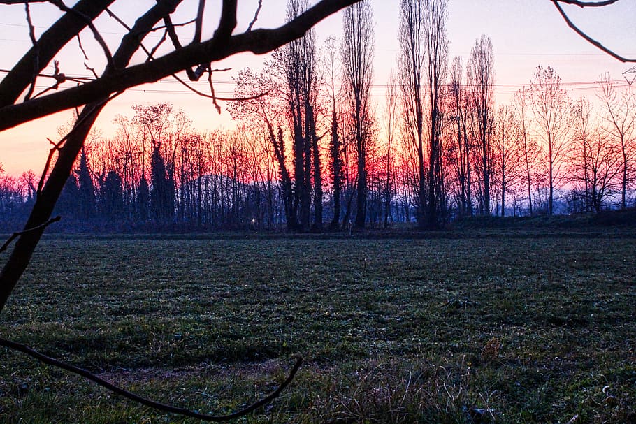 sunset, trees, colors, nature, landscape, sky, red, campaign HD wallpaper