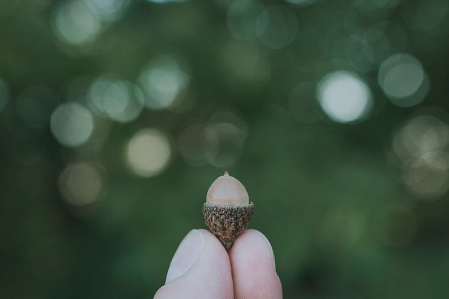 Person Holding Gray Accessory, acorn, blurred background, bokeh HD wallpaper