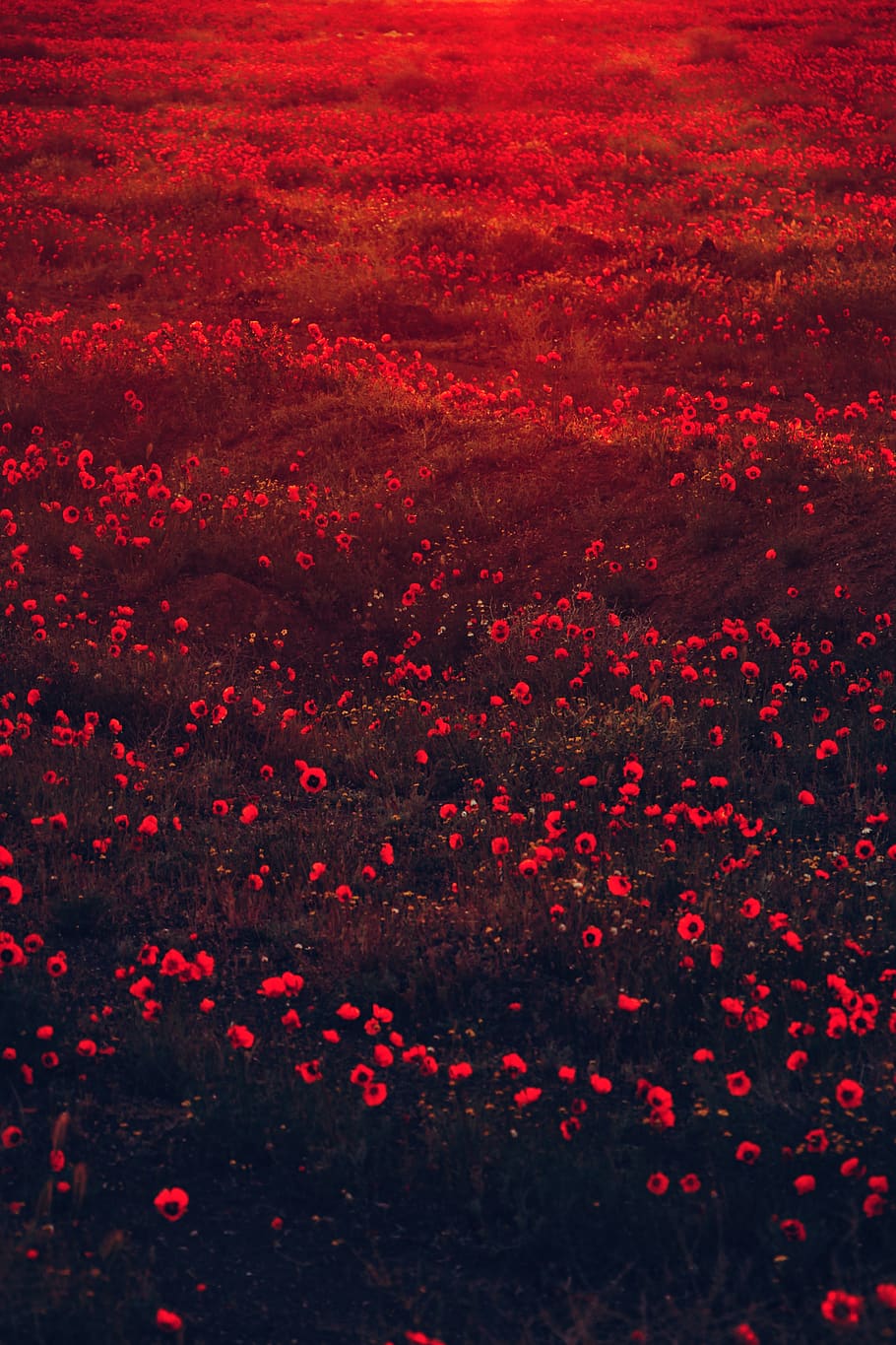 nature, outdoors, mountain, light, rug, sunset, flower, poppy HD wallpaper