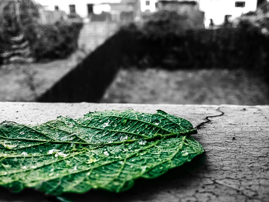 nature, window, window cill, leaf, plant part, close-up, no people HD wallpaper