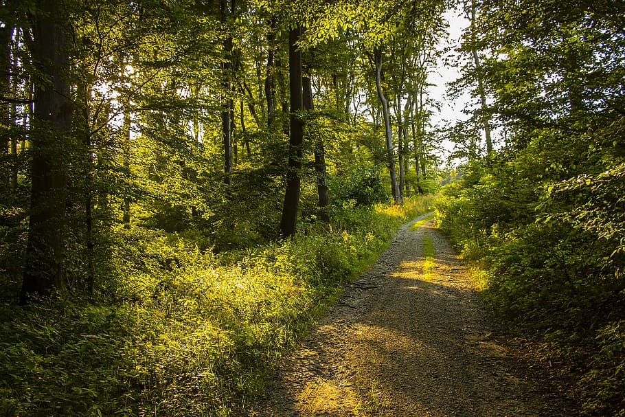 Pathway Between Green Leafed Trees, daylight, environment, forest HD wallpaper