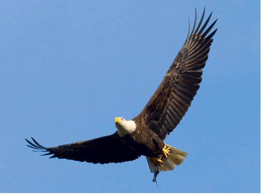 eagle, flying, bird, hawk, animal, sharp, animal wildlife, animals in the wild HD wallpaper