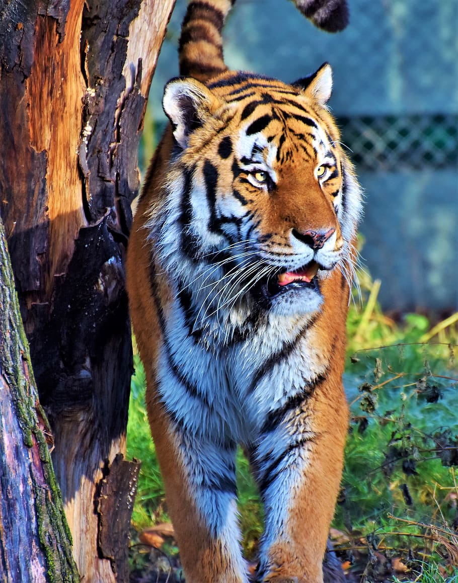 tiger, big cat, predator, wildcat, tiger head, tongue, dangerous HD wallpaper