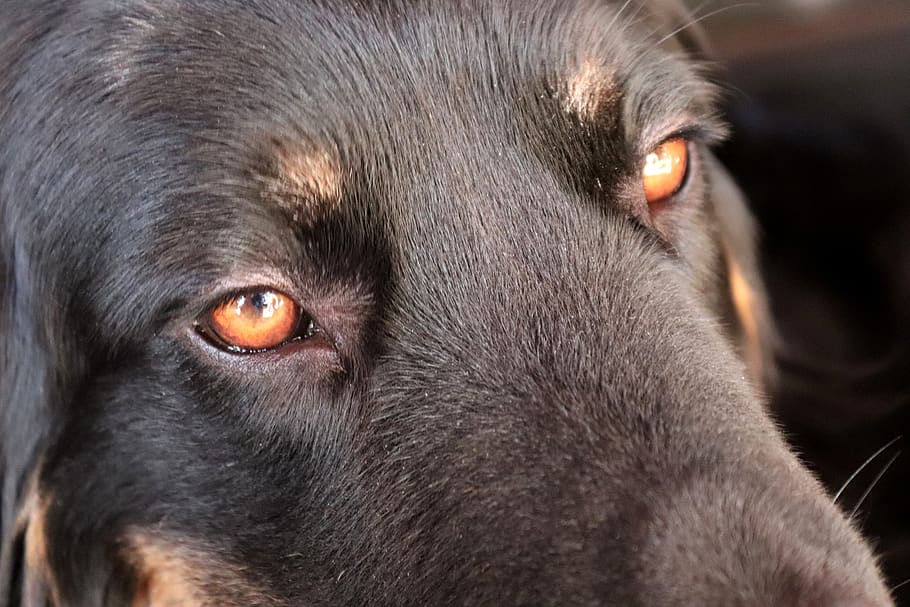 hovawart, dog, eyes, animal, face, black, dog head, purebred dog, HD wallpaper