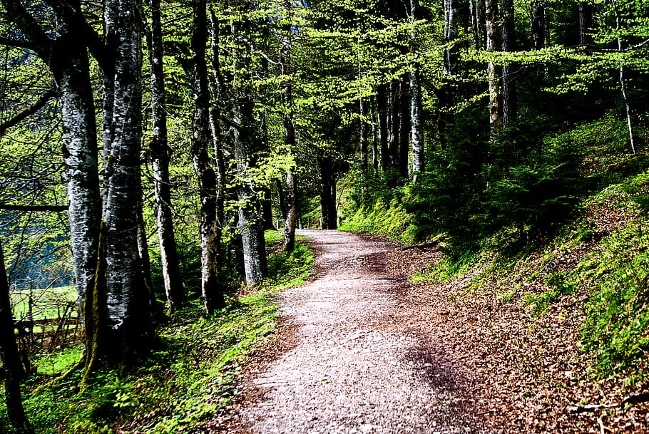 austria, achensee, hiking, trees, path, forest, plant, direction HD wallpaper