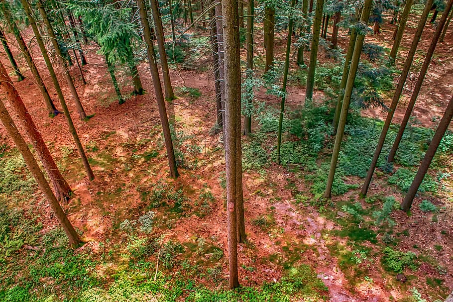 nature, forest, hochwald, spruce, trees, from above, slim, summer HD wallpaper