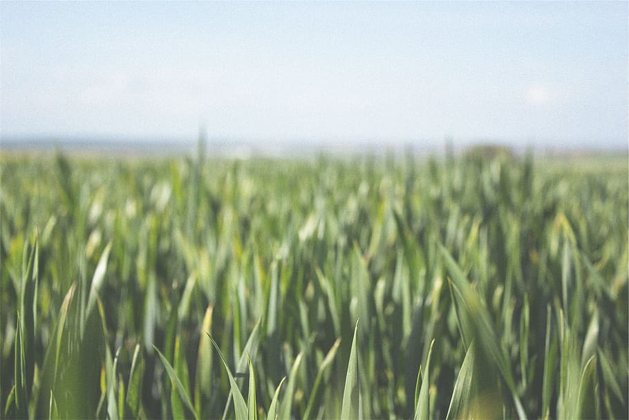 farm, fields, crops, green, rural, agriculture, cereal plant HD wallpaper