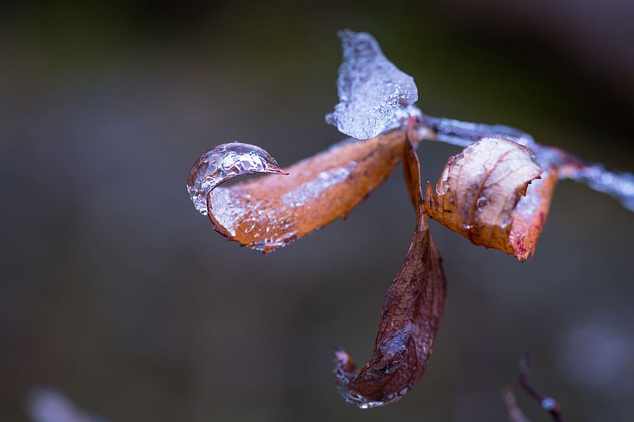 winter, nature, leaves, cold, ice, plant, frozen, frost, bokeh HD wallpaper