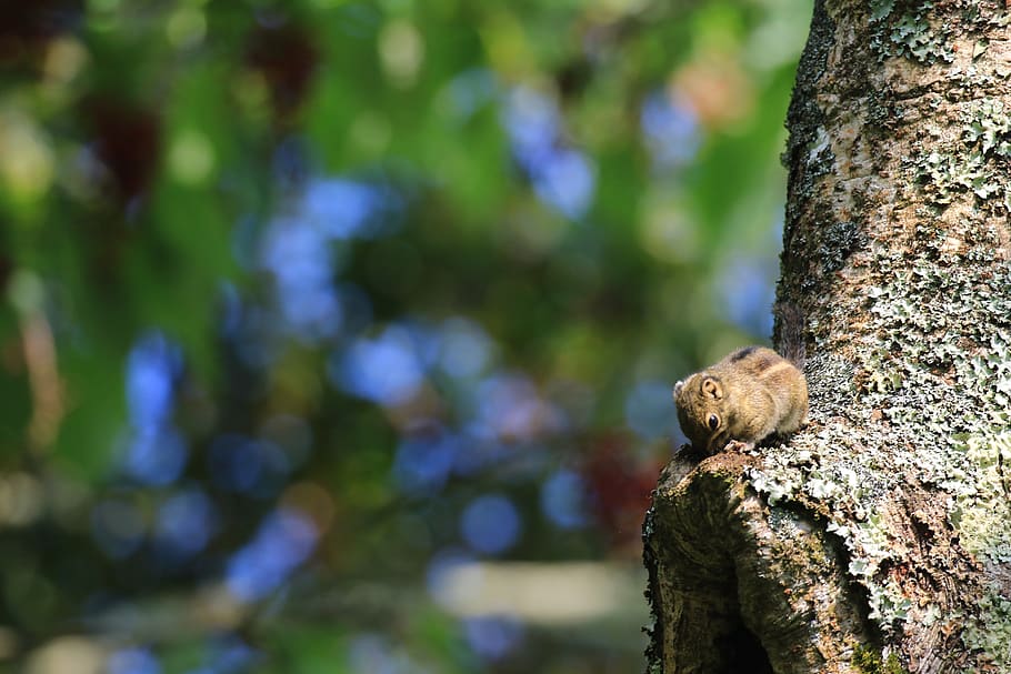 flower, winter, squirrel, taiwan, tree, animal, animal themes HD wallpaper