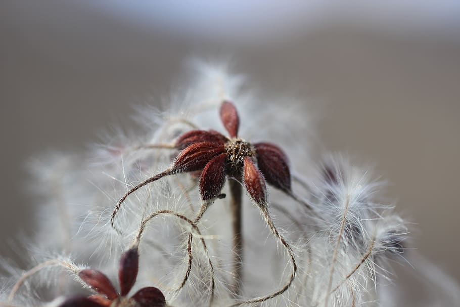blossom, bloom, winter, macro, cold, close-up, plant, flower HD wallpaper