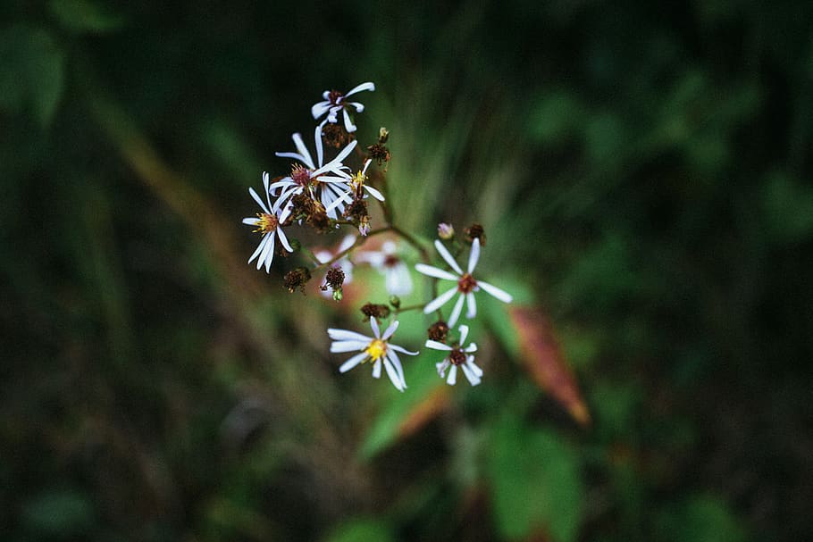 plant, flower, flowering plant, beauty in nature, close-up HD wallpaper