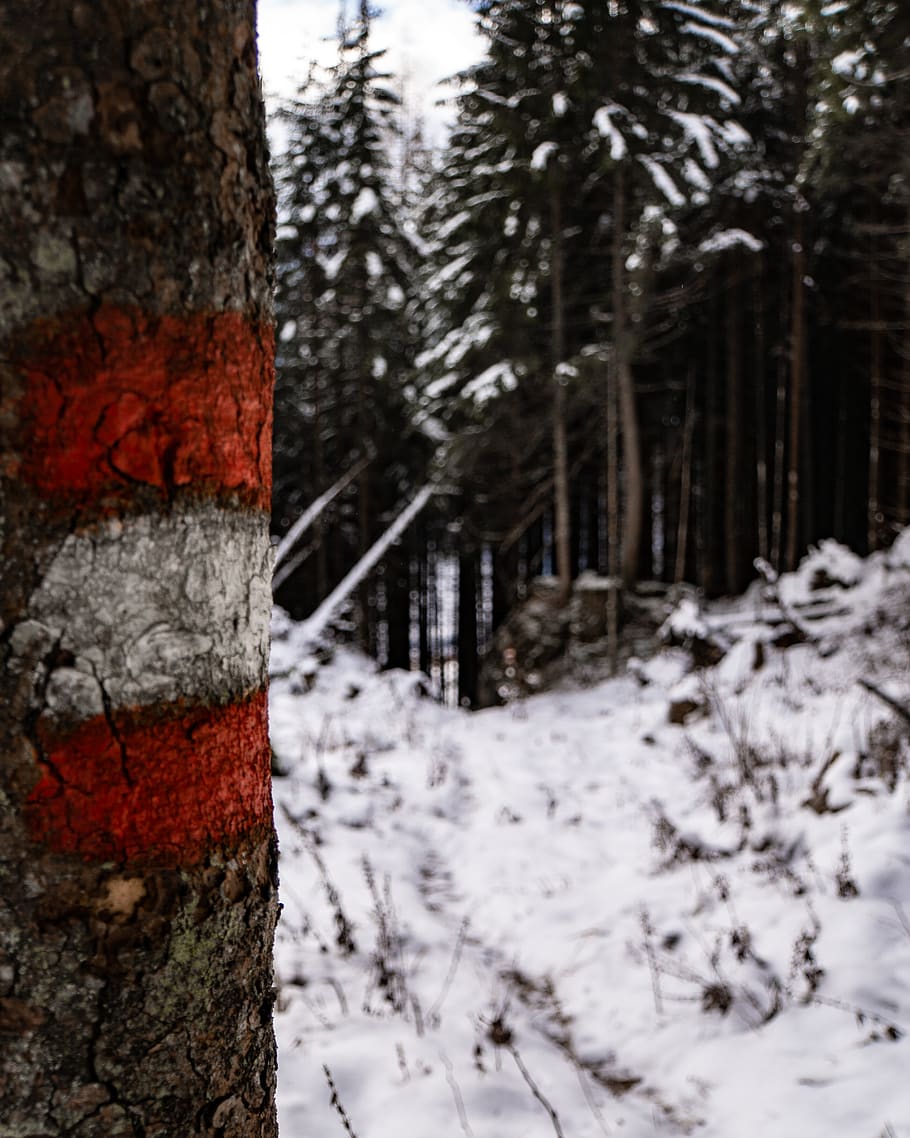 winter, flag, tree, styria, nature, austria, hiking, snow, alps HD wallpaper