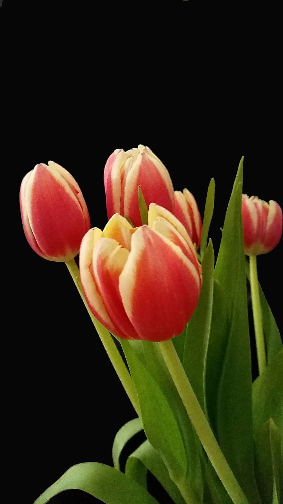 tulips, easter, spring, flowers, nature, easter greeting, decoration HD wallpaper