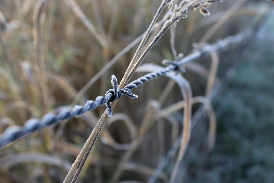 cold, light, grass, morning, morning mist, straw, wire, frost HD wallpaper