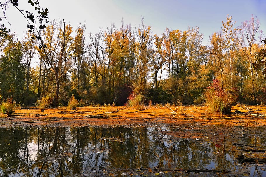swamp, trees, nature, forest, autumn, environment, wilderness HD wallpaper