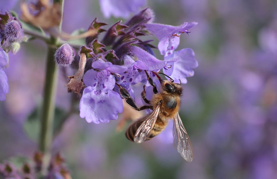 bee, blossom, bloom, insect, flower, close up, macro, pollen HD wallpaper