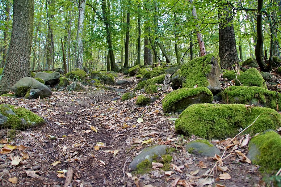 path, forest, in the forest, stones, covered, moss, mystic HD wallpaper