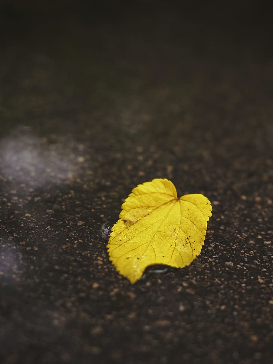 yellow maple leaf, water, wet, solitude, alone, outdoors, nature HD wallpaper