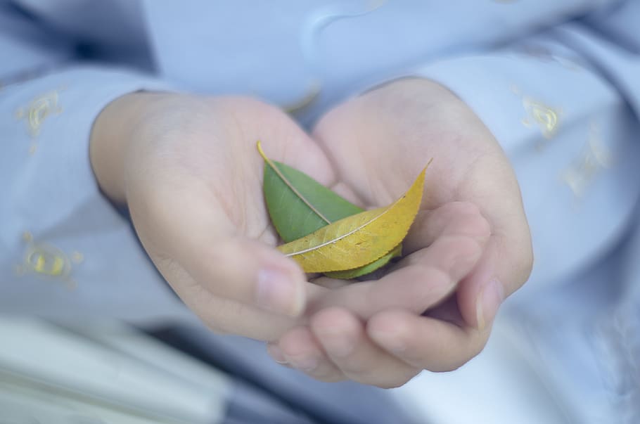 two leaf, person, human, finger, plant, hand, peel, newborn, baby HD wallpaper