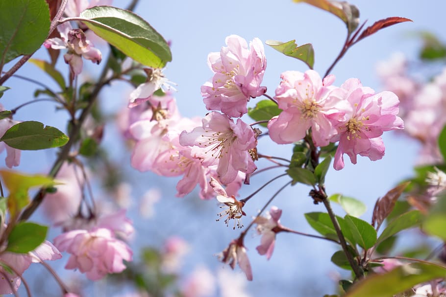 pink petaled flower, flowering plant, fragility, freshness, growth HD wallpaper