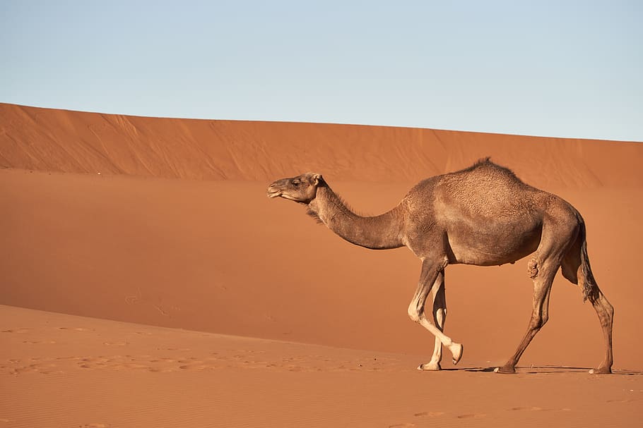 brown camel walking on desert, animal themes, clear sky, mammal